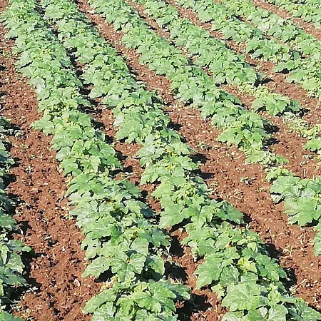 Cristina Sol H1 Puerto de la Cruz (Tenerife)