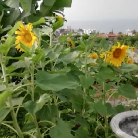 Appartement Cristina Sol H1 Puerto de la Cruz (Tenerife)