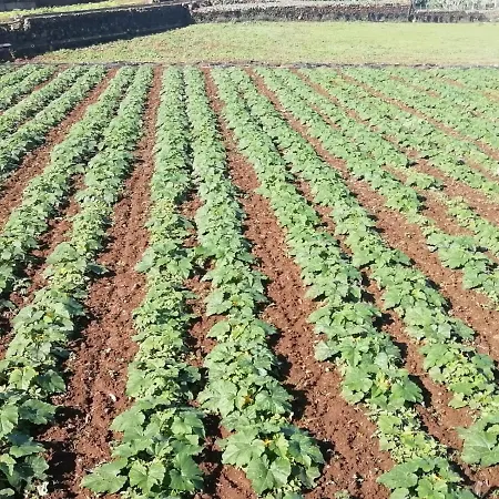 Cristina Sol H1 * Puerto de la Cruz (Tenerife)