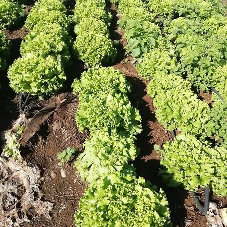 Cristina Sol H1 * Puerto de la Cruz (Tenerife)