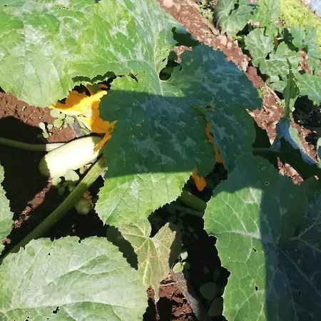 Appartement Cristina Sol H1 Puerto de la Cruz (Tenerife)