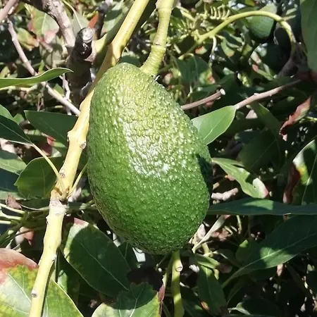 Cristina Sol H1 Appartement *