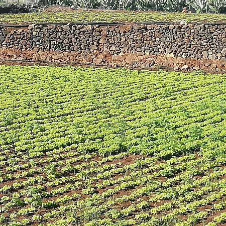 Appartement Cristina Sol H1 Puerto de la Cruz (Tenerife)