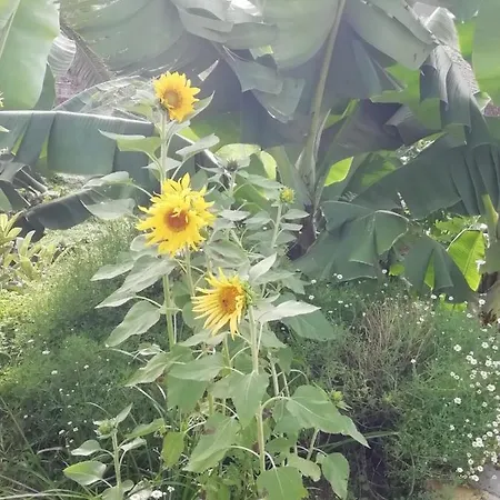 Cristina Sol H1 * Puerto de la Cruz (Tenerife)