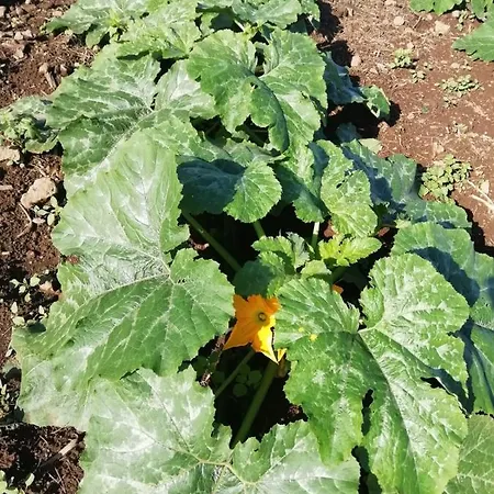 Cristina Sol H1 * Puerto de la Cruz (Tenerife)