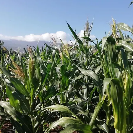 Cristina Sol H1 Puerto de la Cruz (Tenerife)