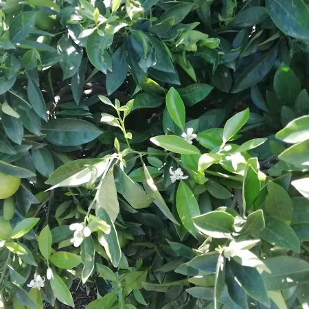 Cristina Sol H1 Appartement