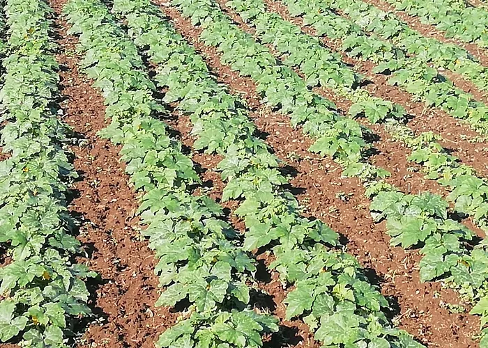 Cristina Sol H1 Puerto de la Cruz (Tenerife)