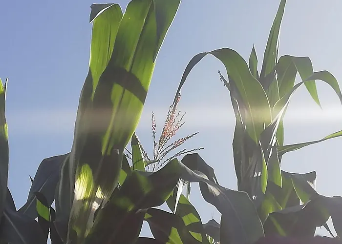 Cristina Sol H1 Puerto de la Cruz (Tenerife)