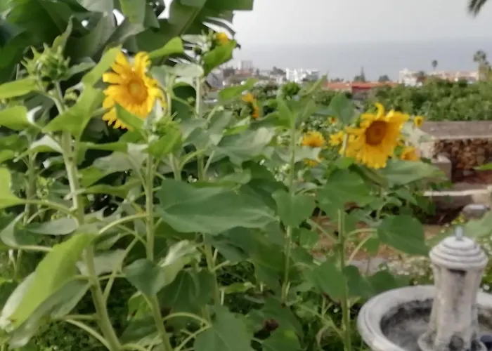 Apartament Cristina Sol H1 Puerto de la Cruz (Tenerife)