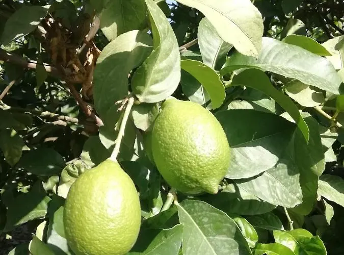 Cristina Sol H1 * Puerto de la Cruz (Tenerife)