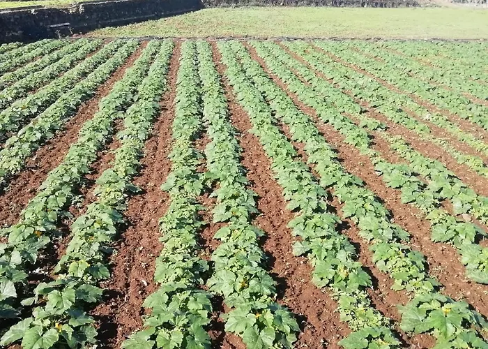 Cristina Sol H1 * Puerto de la Cruz (Tenerife)