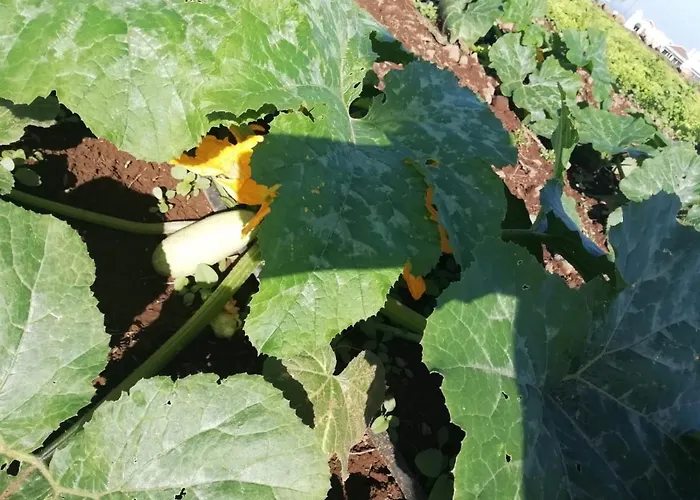 Apartament Cristina Sol H1 Puerto de la Cruz (Tenerife)