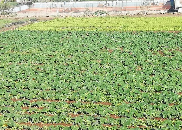 Apartament Cristina Sol H1 *