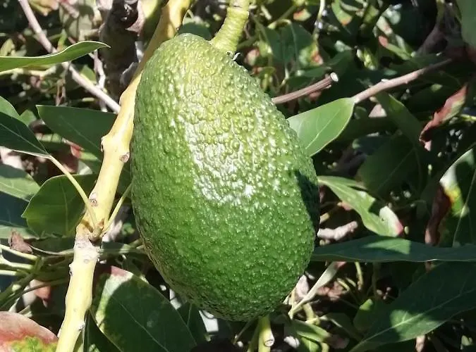 Cristina Sol H1 Apartament *