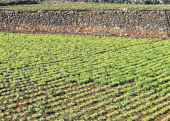 Apartament Cristina Sol H1 Puerto de la Cruz (Tenerife)