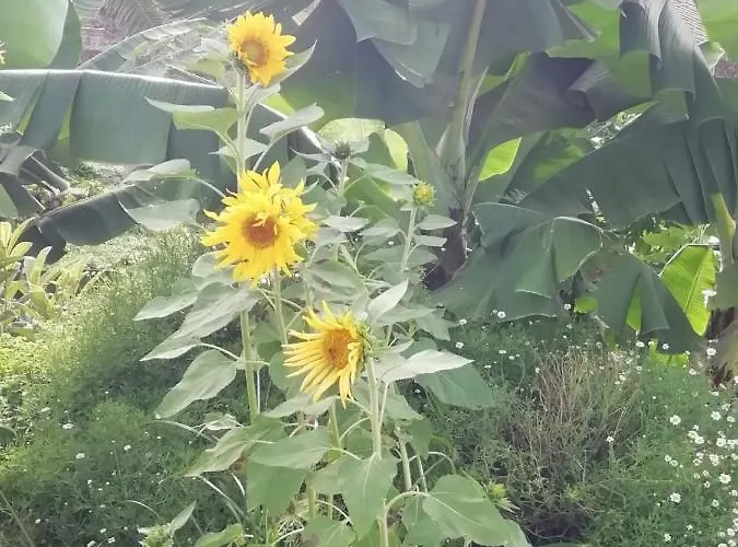 Cristina Sol H1 * Puerto de la Cruz (Tenerife)