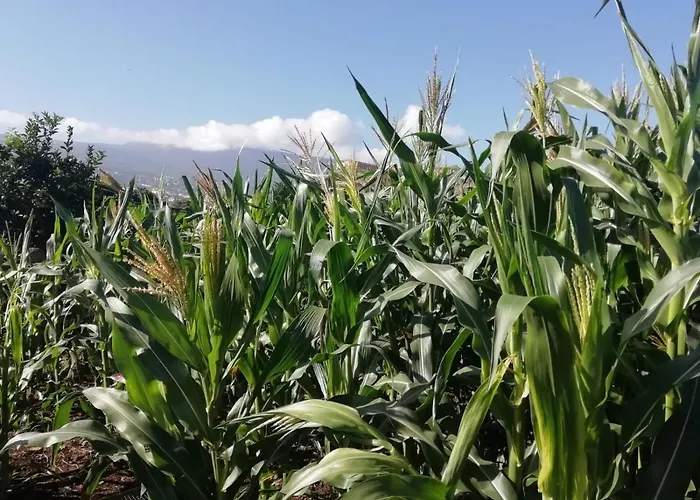 Cristina Sol H1 Puerto de la Cruz (Tenerife)