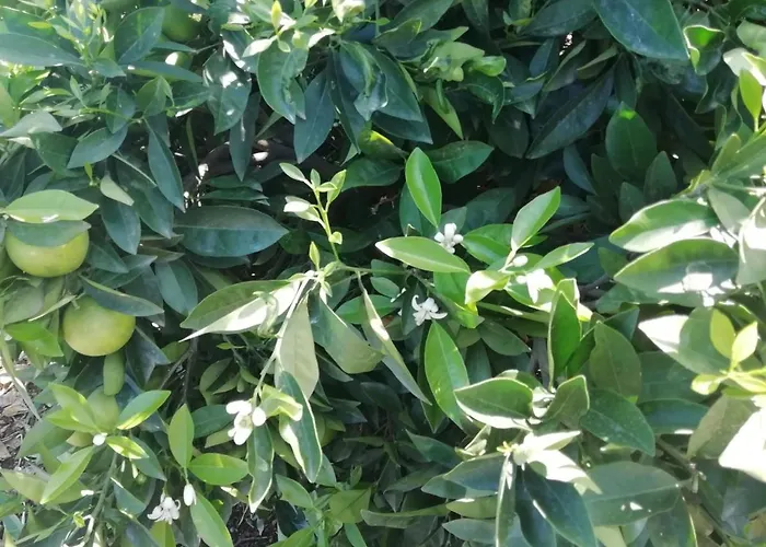 Cristina Sol H1 Apartament